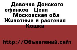 Девочка Донского сфинкса › Цена ­ 14 000 - Московская обл. Животные и растения » Кошки   